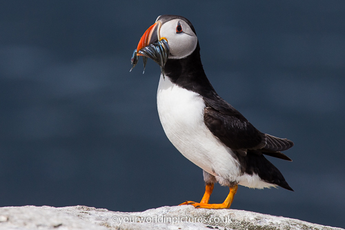 Photograph of a Puffin on a rock with sand eels Farne Isles