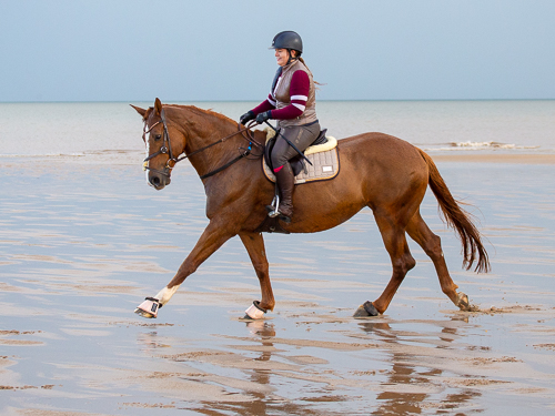 Horse and rider trotting on beach with some reflections in wet sand
