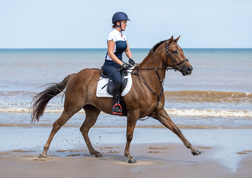 brown horse with rdier trotting down beach along water line