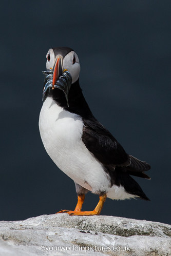 Photograph of a Puffin with sand eels standing on a rock Farne Isles