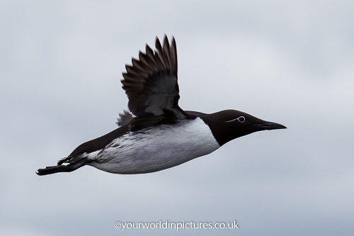 Photograph of Guillemot (bridle) in flight on the Farne Isles 