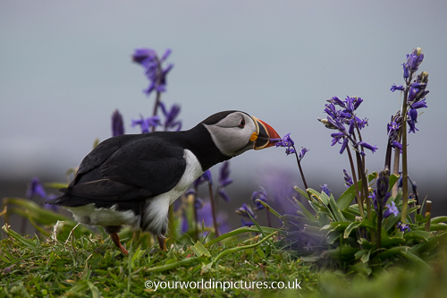 Photograph of a Puffin with Bluebells