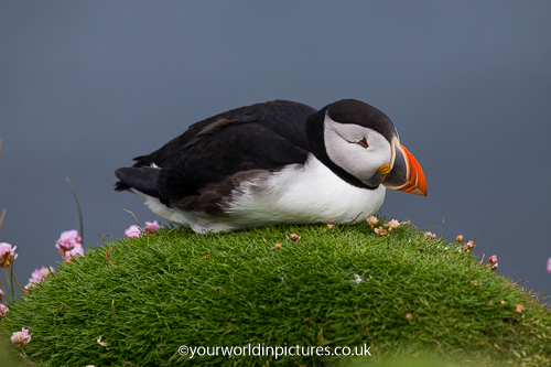 Photograpgh of a Puffin asleep on thrift Isle of Lunga Scotland