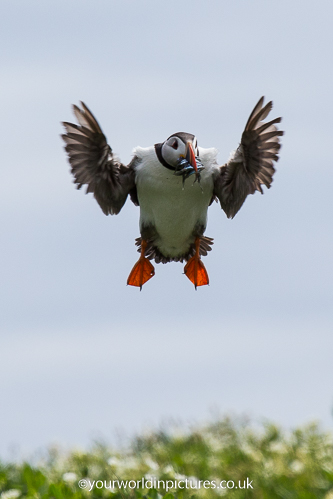 Photograph of a Puffin inflight or landing with sand eels